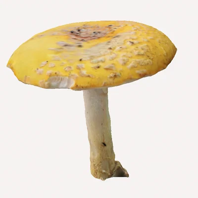 Mô hình 3D nấm Amanita Muscaria trang trí độc đáo