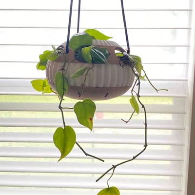 Chậu cây thiết kế tối giản hiện đại (Modern Minimalist Designer Pot)
