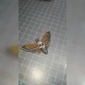 Móc khóa bướm đầu lâu DEATHS- HEAD HAWKMOTH KEYCHAIN - Thumbnail 2