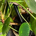 Giá đỡ cây kéo dài (Extendable plant support) - Thumbnail 2