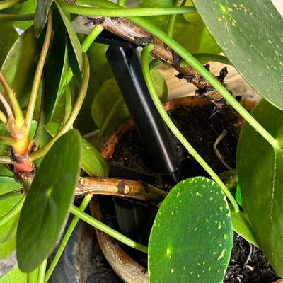 Giá đỡ cây kéo dài (Extendable plant support)