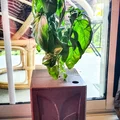Chậu Trồng Cây Nắp Chống Mèo “Cute Cat Proof Planter” - Thumbnail 2