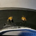 Giá đỡ adapter subwoofer 10" V2 cho Audi A3/S3 8V/8V5 (thay 8V0035412) - Thumbnail 10