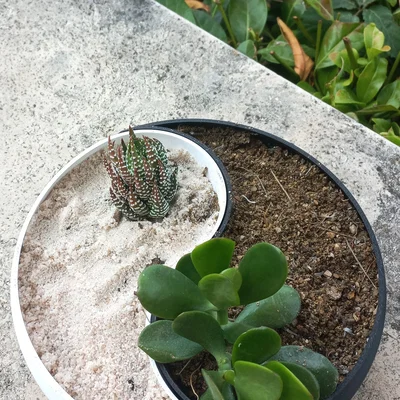 Chậu cây cảnh Âm Dương (Ying Yang Planter) trang trí nhà cửa