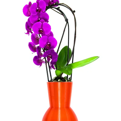 Hệ thống tưới lan tự động - 12cm