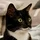 megashub_343552
