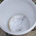 Connector vòng đỡ Kratky thủy canh cho xô 40L (Kratky hydroponic metod...) - Thumbnail 5