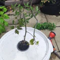 Connector vòng đỡ Kratky thủy canh cho xô 40L (Kratky hydroponic metod...) - Thumbnail 6