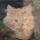 Svilip_566506