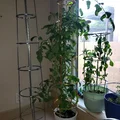 Ring-culture cà chua cho growbag + bracket canes & support cage, gắn tưới tự động - Thumbnail 1