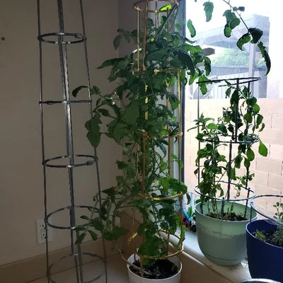 Ring-culture cà chua cho growbag + bracket canes & support cage, gắn tưới tự động