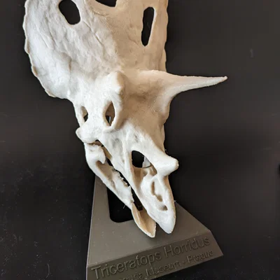 Chân đế trưng bày mô hình Triceratops - Thiết kế chuyên nghiệp
