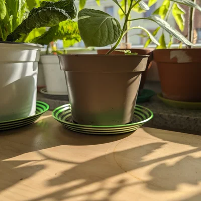 Miếng lót chậu cây đơn giản (Simple flower pot coasters)