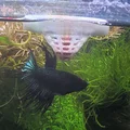 Dụng cụ cho cá ăn nổi (Floating Feeder) cho cá Betta - Thumbnail 1