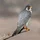 JohnArmstrong_734039