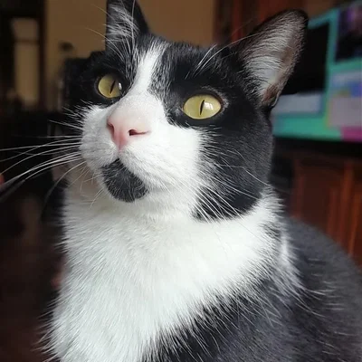 Tranh treo tường mèo 2D (2D cat wallart)