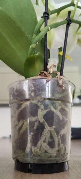 Miếng lót kê chậu hoa (flowerpot coaster) thoát nước - Image 3