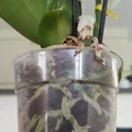 Miếng lót kê chậu hoa (flowerpot coaster) thoát nước - Thumbnail 3