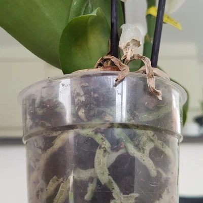 Miếng lót kê chậu hoa (flowerpot coaster) thoát nước