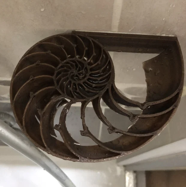 Giá để xà phòng vỏ ốc Nautilus - Image 1