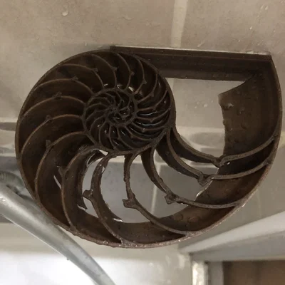 Giá để xà phòng vỏ ốc Nautilus