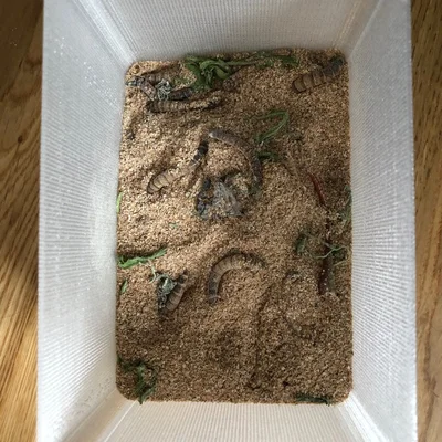 Can of Worms (Hộp đựng ấu trùng)