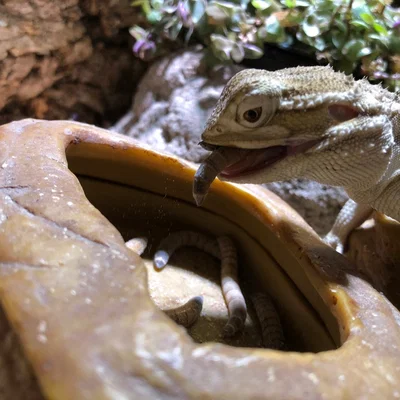 Can of Worms (Hộp đựng ấu trùng)