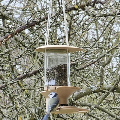 Máng ăn cho chim treo dùng hũ thủy tinh (Glass Jar Bird Feeder)