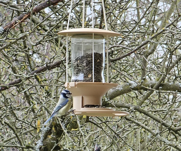 Máng ăn cho chim treo dùng hũ thủy tinh (Glass Jar Bird Feeder) - Image 3