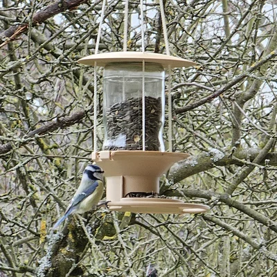 Máng ăn cho chim treo dùng hũ thủy tinh (Glass Jar Bird Feeder)