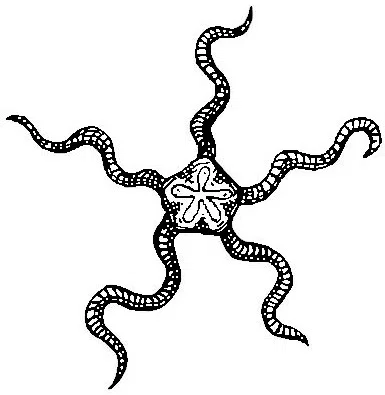 Mô hình thẻ treo trang trí Sea Life Tag 109 độc đáo - Image 2