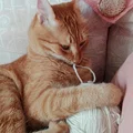 Tranh in 3D hình mèo chơi cuộn len độc đáo cho người yêu mèo - Thumbnail 1
