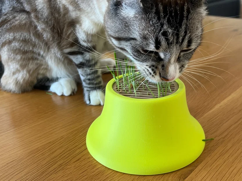 Bộ trồng Cat Grass hydroponic cho hũ canning jar miệng standard & wide - Image 2