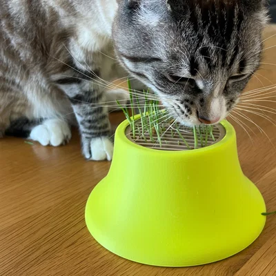 Bộ trồng Cat Grass hydroponic cho hũ canning jar miệng standard & wide