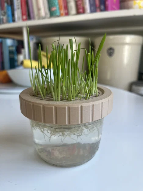 Bộ trồng Cat Grass hydroponic cho hũ canning jar miệng standard & wide - Image 3