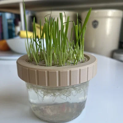 Bộ trồng Cat Grass hydroponic cho hũ canning jar miệng standard & wide