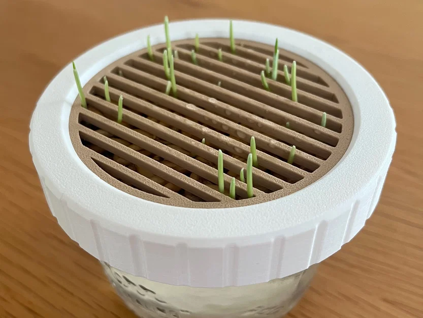 Bộ trồng Cat Grass hydroponic cho hũ canning jar miệng standard & wide - Image 4