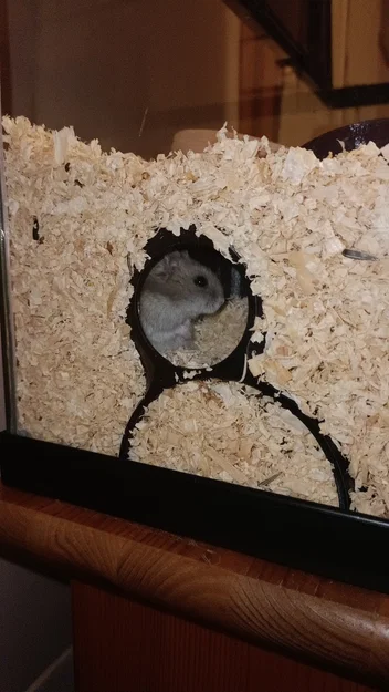 Hang Trú Hamster Có Cửa Sổ (HAMSTER HIDEOUT with WINDOWS) - Image 1