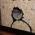 Hang Trú Hamster Có Cửa Sổ (HAMSTER HIDEOUT with WINDOWS) - Thumbnail 1