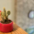 Chậu trồng cây tự tưới xoắn ốc (Helical Self Watering Planters) - Thumbnail 2