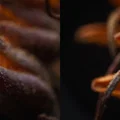 Ống kính macro 3D lập thể (phóng đại 2x) cho máy ảnh Sony FE - Thumbnail 5