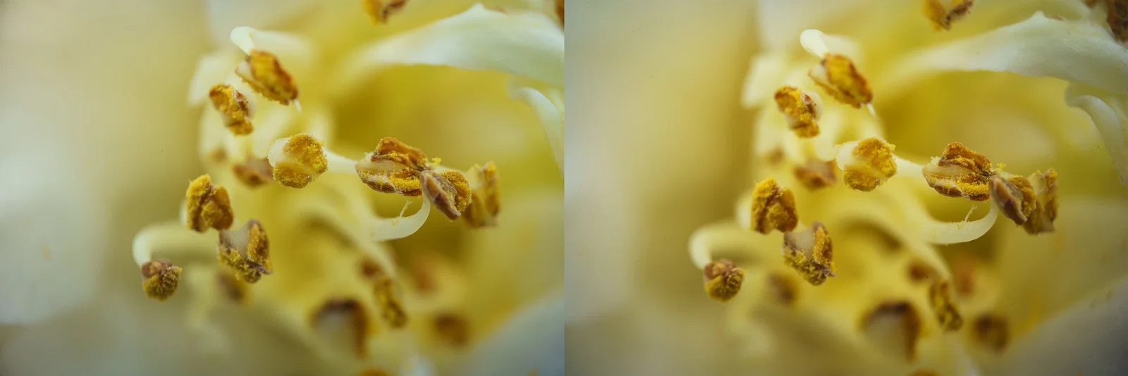 Ống kính macro 3D lập thể (phóng đại 2x) cho máy ảnh Sony FE - Image 6