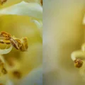 Ống kính macro 3D lập thể (phóng đại 2x) cho máy ảnh Sony FE - Thumbnail 6