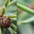 Ống kính macro 3D lập thể (phóng đại 2x) cho máy ảnh Sony FE - Thumbnail 7