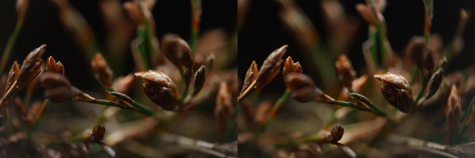 Ống kính macro 3D lập thể (phóng đại 2x) cho máy ảnh Sony FE - Image 9