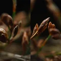 Ống kính macro 3D lập thể (phóng đại 2x) cho máy ảnh Sony FE - Thumbnail 9