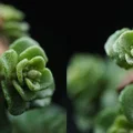 Ống kính macro 3D lập thể (phóng đại 2x) cho máy ảnh Sony FE - Thumbnail 10