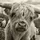 Woody_58748