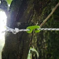 Dây phơi đồ du lịch & camping dạng cuộn (Travel/Camping Clothesline) - Thumbnail 2