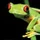 BoobFrog